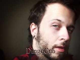 DingoCub