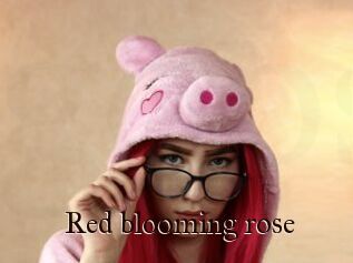 Red_blooming_rose